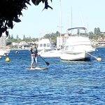 Stand Up Paddle boarding with black swans