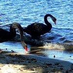 Christmas Perth WA iconic Black Swans