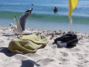 Swimmers and seagulls brave the Winter chill at Cottesloe Beach