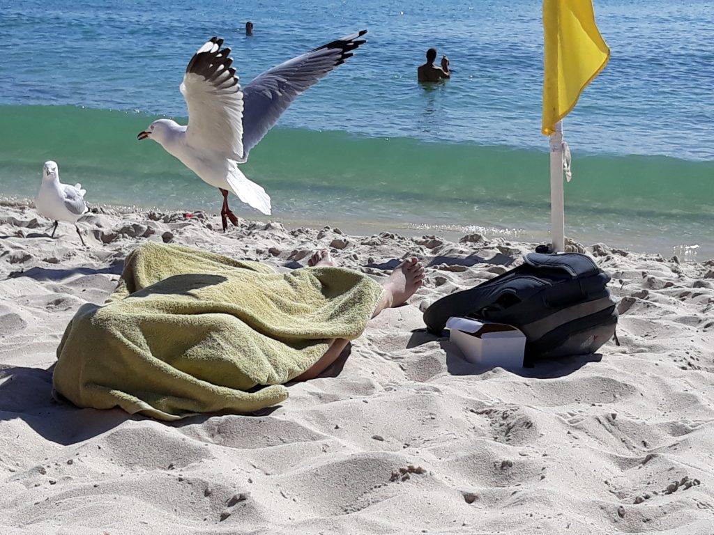 seagulls on Cottesloe beach