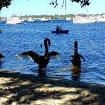 Black swans on the Swan