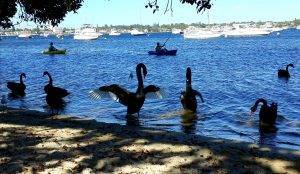 Black swans on the Swan