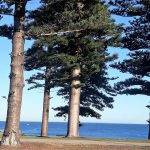 Norfolk Pines by the sea in Cottesloe