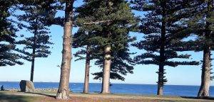Norfolk Pines by the sea in Cottesloe